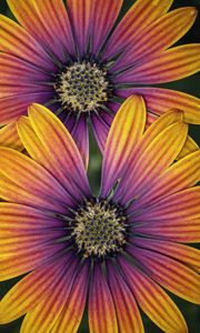 Preview wallpaper african daisy, flower, petals, macro, purple, yellow