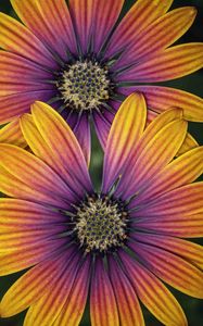 Preview wallpaper african daisy, flower, petals, macro, purple, yellow