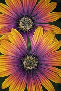 Preview wallpaper african daisy, flower, petals, macro, purple, yellow