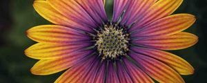 Preview wallpaper african daisy, flower, petals, macro, purple, yellow