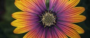 Preview wallpaper african daisy, flower, petals, macro, purple, yellow