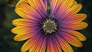 Preview wallpaper african daisy, flower, petals, macro, purple, yellow