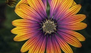 Preview wallpaper african daisy, flower, petals, macro, purple, yellow
