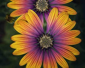 Preview wallpaper african daisy, flower, petals, macro, purple, yellow