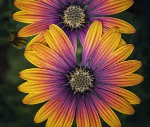 Preview wallpaper african daisy, flower, petals, macro, purple, yellow