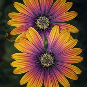 Preview wallpaper african daisy, flower, petals, macro, purple, yellow