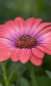 Preview wallpaper african daisy, flower, petals, macro, pink