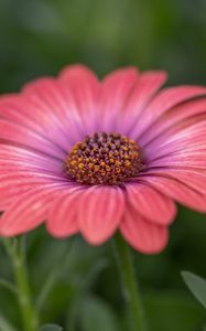 Preview wallpaper african daisy, flower, petals, macro, pink