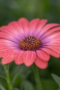 Preview wallpaper african daisy, flower, petals, macro, pink