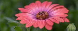 Preview wallpaper african daisy, flower, petals, macro, pink