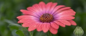 Preview wallpaper african daisy, flower, petals, macro, pink