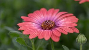 Preview wallpaper african daisy, flower, petals, macro, pink