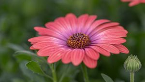 Preview wallpaper african daisy, flower, petals, macro, pink