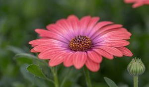 Preview wallpaper african daisy, flower, petals, macro, pink