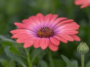 Preview wallpaper african daisy, flower, petals, macro, pink