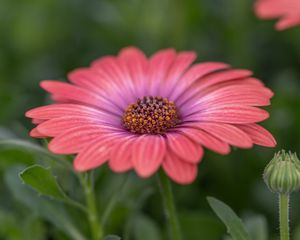 Preview wallpaper african daisy, flower, petals, macro, pink