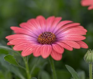 Preview wallpaper african daisy, flower, petals, macro, pink