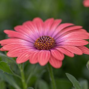 Preview wallpaper african daisy, flower, petals, macro, pink