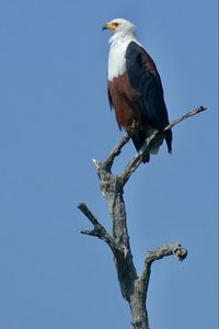 Preview wallpaper african fish eagle, eagle, bird, branch, sky, wildlife