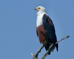 Preview wallpaper african fish eagle, eagle, bird, branch, sky, wildlife