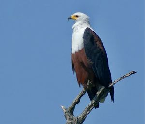 Preview wallpaper african fish eagle, eagle, bird, branch, sky, wildlife