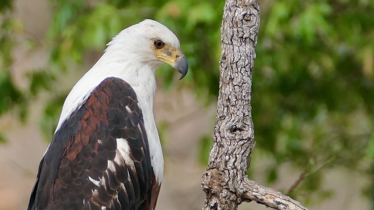 Wallpaper african fish-eagle, eagle, bird, wildlife