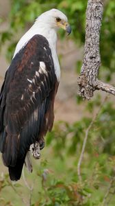 Preview wallpaper african fish-eagle, eagle, bird, wildlife