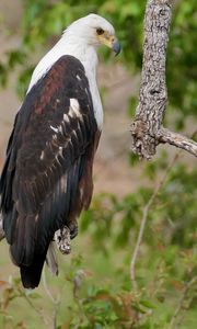 Preview wallpaper african fish-eagle, eagle, bird, wildlife