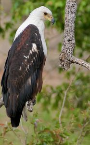 Preview wallpaper african fish-eagle, eagle, bird, wildlife