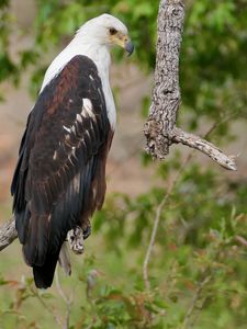 Preview wallpaper african fish-eagle, eagle, bird, wildlife