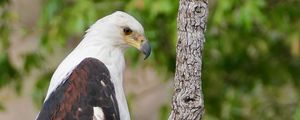 Preview wallpaper african fish-eagle, eagle, bird, wildlife