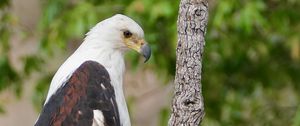 Preview wallpaper african fish-eagle, eagle, bird, wildlife
