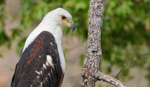 Preview wallpaper african fish-eagle, eagle, bird, wildlife