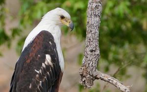 Preview wallpaper african fish-eagle, eagle, bird, wildlife