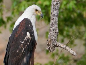 Preview wallpaper african fish-eagle, eagle, bird, wildlife