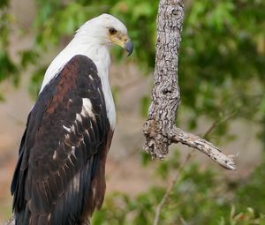 Preview wallpaper african fish-eagle, eagle, bird, wildlife