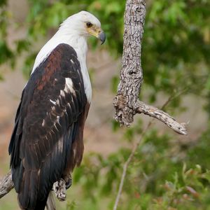 Preview wallpaper african fish-eagle, eagle, bird, wildlife