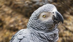 Preview wallpaper african grey parrot, parrot, beak, wildlife