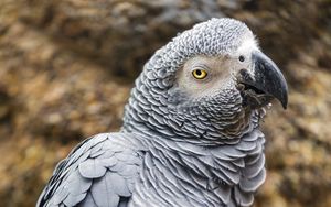 Preview wallpaper african grey parrot, parrot, beak, wildlife
