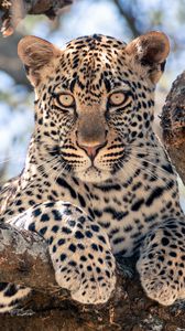 Preview wallpaper african leopard, leopard, big cat, paws, tree