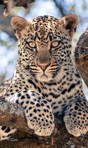 Preview wallpaper african leopard, leopard, big cat, paws, tree