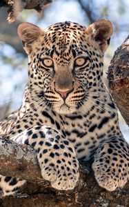 Preview wallpaper african leopard, leopard, big cat, paws, tree