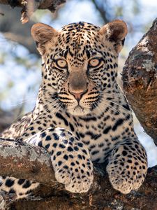 Preview wallpaper african leopard, leopard, big cat, paws, tree