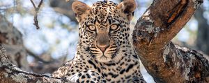 Preview wallpaper african leopard, leopard, big cat, paws, tree