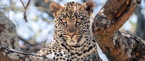 Preview wallpaper african leopard, leopard, big cat, paws, tree