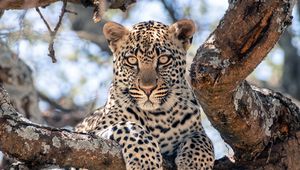 Preview wallpaper african leopard, leopard, big cat, paws, tree