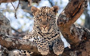 Preview wallpaper african leopard, leopard, big cat, paws, tree