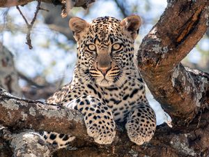 Preview wallpaper african leopard, leopard, big cat, paws, tree