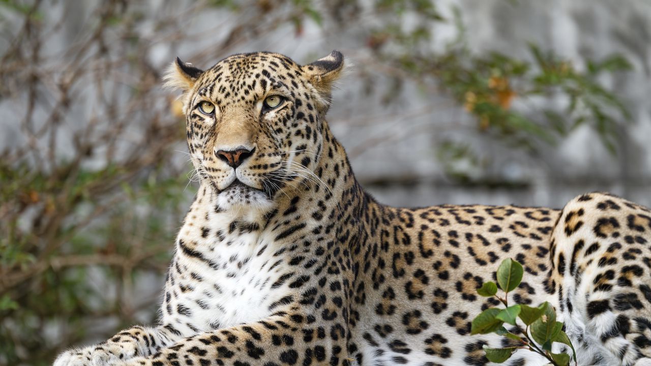 Wallpaper african leopard, leopard, big cat, paws, posture