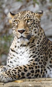 Preview wallpaper african leopard, leopard, big cat, paws, posture